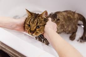 how to give a cat a flea bath in 6 easy