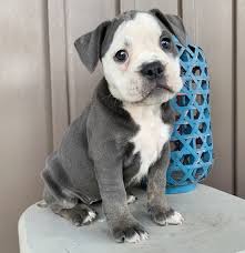 See victorian bulldog pictures, explore breed traits and characteristics. Mandy Victorian Bulldog Puppy 608163 Puppyspot