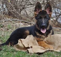 We are like no other breeder, we have a completely different concept of breeding. German Shepherd Breeders Near Me