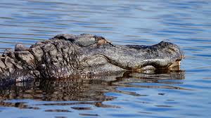 Man transported to hospital after alligator attack in Manatee County