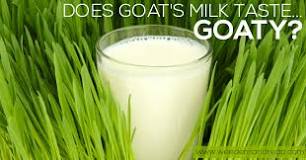 does-goats-milk-taste-bad