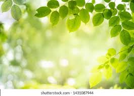 Thanks to the photos background apps, you can replace a white wall in the product photos by a stylish interior and use a beautiful seascape instead of a boring background in your personal image. Green Nature Background Closeup View Green Stock Photo Edit Now 1431087944