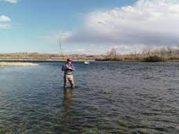 Bighorn River Trout On The Fly