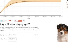 Best Answer How Big Will Puppy Get Sweetpuppies Amino