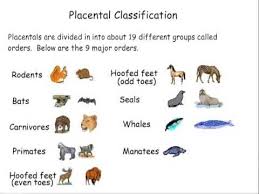 12 34 Mammal Classification Biology Libretexts