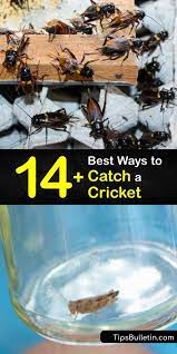 Catching Crickets Smart Ways To Catch