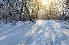 阳光下白雪中美丽的冬林照片-正版商用图片18bvzq-摄图新视界 さん