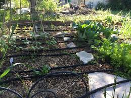 Zone 6 7 Garden Tasks For June The