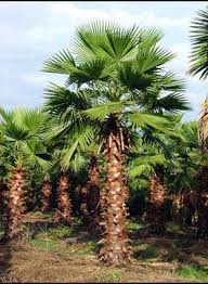 70% of the staff has more than 5 years working. Washingtonia Robusta Palm Tree à¤–à¤œ à¤° à¤• à¤ª à¤¡ In Bengaluru Garden World Id 14537224873