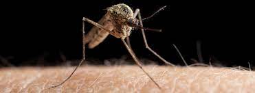 Mosquito Control Okil Uk