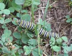 do monarch caterpillars eat anything
