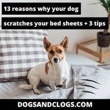 dog scratches your bed sheets