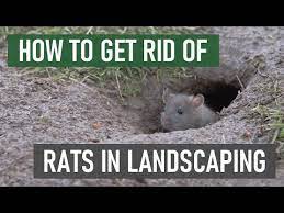 How To Get Rid Of Rats In Gardens