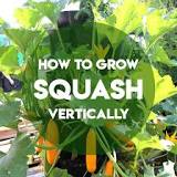 Can zucchini and yellow squash be planted together?