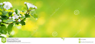 Spring Nature Blossom Web Banner Or Header Stock Photo Image Of
