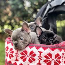 All our puppies come with a one year guarantee. French Bulldog Puppies You Deserve The Best Anna French Bulldog Puppies