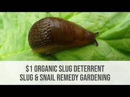organic slug deter slug