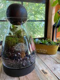 self sustaining terrarium