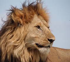 I think writers who just write wild cats as large house cats do a disservice. African Big Cats Experience East Africa