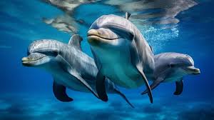 page 7 dolphin species images free