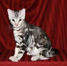 Bengal kittens for sale and adoption by reputable breeders. Bengal Cat For Sale Tucson