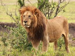 Sauvegarder le lion | OMPE | Organisation Mondiale pour la Protection de  l'Environnement