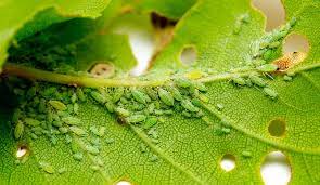 Indoor Plant Pests Diseases