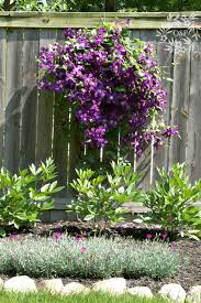 Low growing sun perennials — sunnyside nursery. 10 Best Hardy Perennial Flowers On Sutton Place