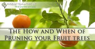 pruning your fruit trees