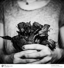 black roses for valentine s day a