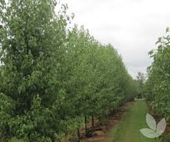 Pyrus nivalis - Snow Pear – Trees - Speciality Trees