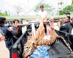 Image result for tiger meat