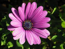 The stem of the flower can grow up to 3 metres tall, with a flower head that can be 30 cm wide. Osteospermum Wikipedia