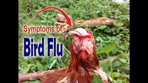 Bird flu, or avian flu, causes symptoms such as fever, cough, and sore throat. Avian Bird Flu Bird Flu Symptoms In Chickens Symptoms Of Bird Flu In Chickens Poultry Diseases Youtube