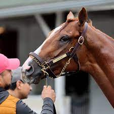 Which 2022 Kentucky Derby horse has the ...