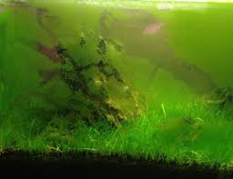 algae in your aquarium