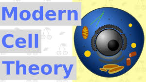 6 main points of modern cell theory