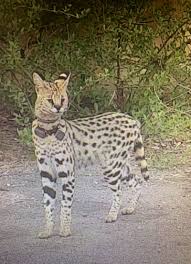 The african serval is slowly expanding into new areas across its historical range but is still being killed for its skin in west africa. An African Serval Cat Was Shot And Killed In Ohio It S Not Rocky Of Kitty Hawk The Virginian Pilot