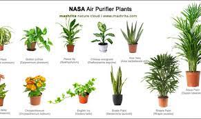 29 Best Air Purifying Plants From Nasa