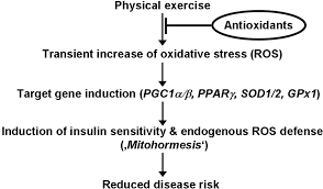antioxidants prevent health promoting effects of physical exercise 