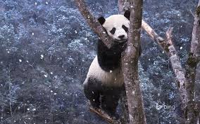 cute panda bing theme wallpaper mammal