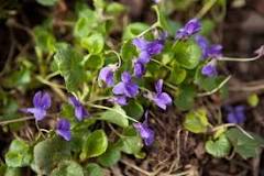 Are sweet violets toxic?