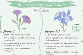 annual and perennial plants