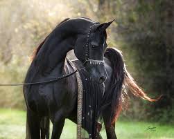 Image result for arabian horse image