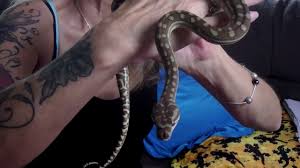 young snake bredli carpet python