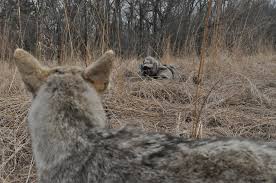 control your scent while coyote hunting