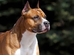 This is an adoption story about a dog rescue. American Staffordshire Terrier Price Temperament Life Span