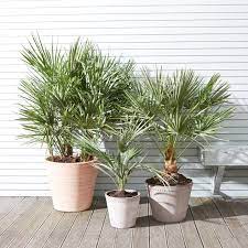 best plants for balconies and patios