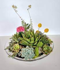 Succulent Dish Garden With Aloes And