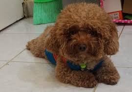 pemacakan poodle toy